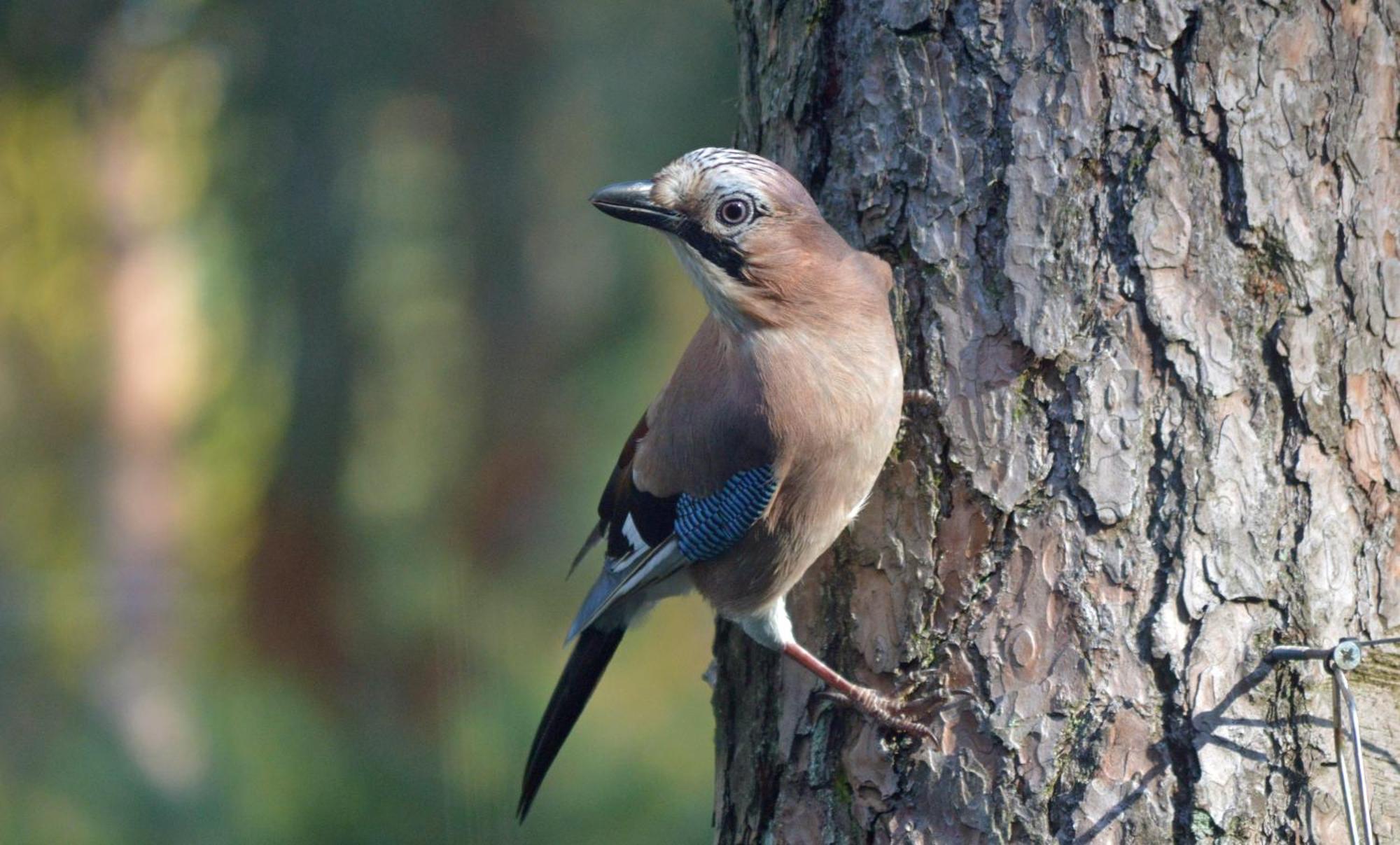 Boshuis Turquoise / Smaakvol Genieten Op De Veluwe Hoenderloo Dış mekan fotoğraf