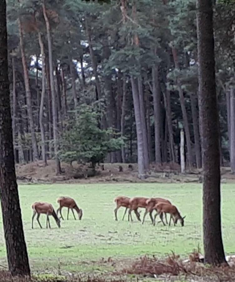 Boshuis Turquoise / Smaakvol Genieten Op De Veluwe Hoenderloo Dış mekan fotoğraf