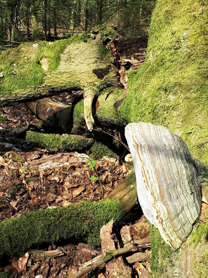 Boshuis Turquoise / Smaakvol Genieten Op De Veluwe Hoenderloo Dış mekan fotoğraf