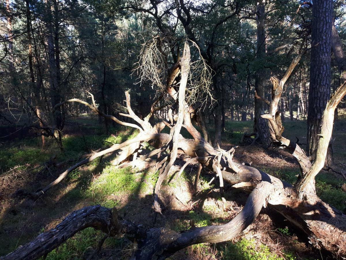 Boshuis Turquoise / Smaakvol Genieten Op De Veluwe Hoenderloo Dış mekan fotoğraf